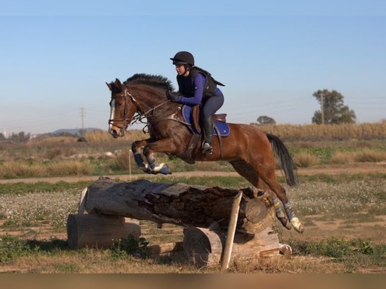 Plus de poneys/petits chevaux Hongre 14 Ans 149 cm Bai in Sabadell