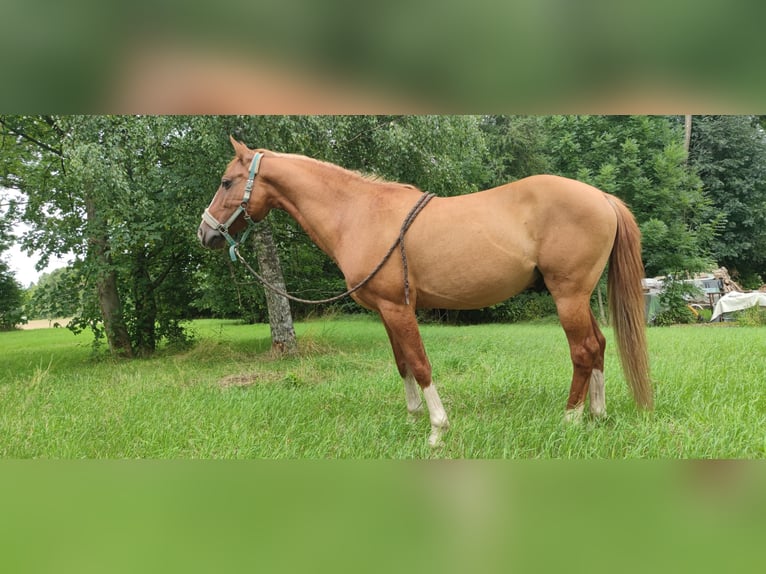 Plus de poneys/petits chevaux Hongre 14 Ans 154 cm Alezan in Freiberg