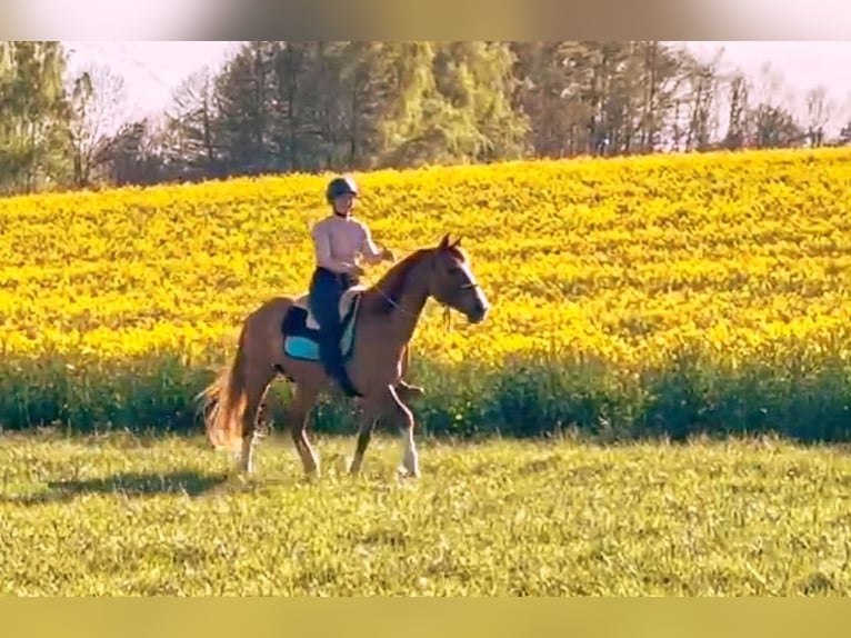 Plus de poneys/petits chevaux Hongre 14 Ans 154 cm Alezan in Freiberg