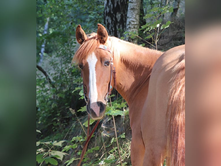Plus de poneys/petits chevaux Hongre 14 Ans 154 cm Alezan in Freiberg
