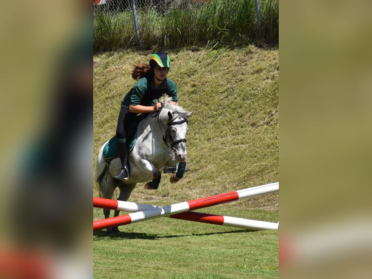 Plus de poneys/petits chevaux Hongre 15 Ans 109 cm Léopard in Wila