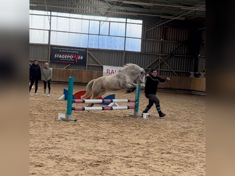 Plus de poneys/petits chevaux Hongre 15 Ans 109 cm Léopard in Wila