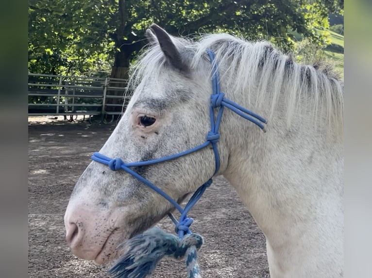 Plus de poneys/petits chevaux Hongre 15 Ans 109 cm Léopard in Wila