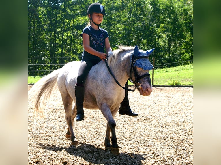 Plus de poneys/petits chevaux Hongre 15 Ans 109 cm Léopard in Wila
