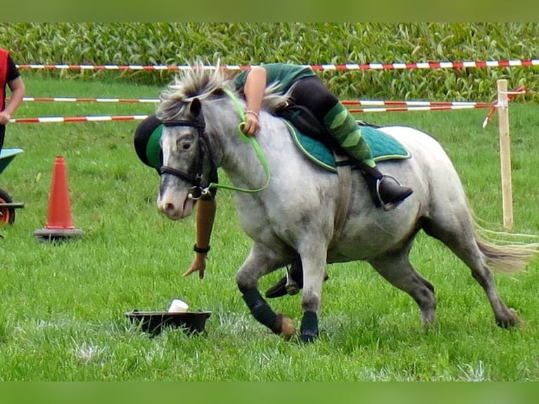 Plus de poneys/petits chevaux Hongre 15 Ans 109 cm Léopard in Wila
