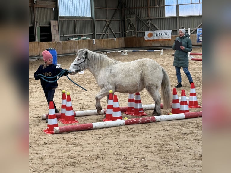 Plus de poneys/petits chevaux Hongre 15 Ans 109 cm Léopard in Wila