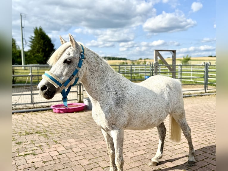 Plus de poneys/petits chevaux Hongre 15 Ans 128 cm Gris moucheté in Lichtenfels