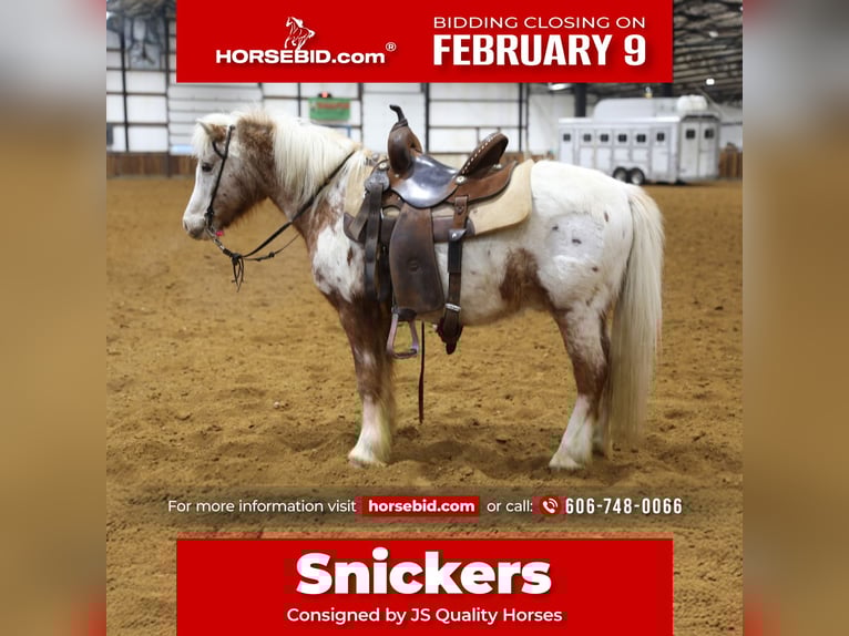 Plus de poneys/petits chevaux Hongre 15 Ans 130 cm  in Wallingford