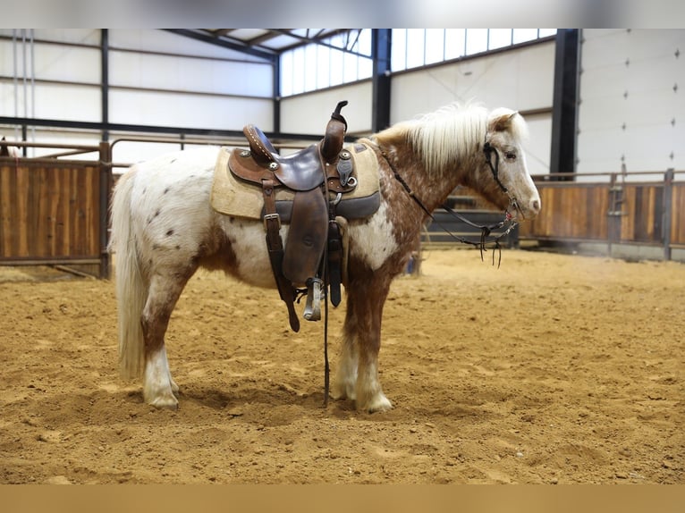 Plus de poneys/petits chevaux Hongre 15 Ans 130 cm  in Wallingford