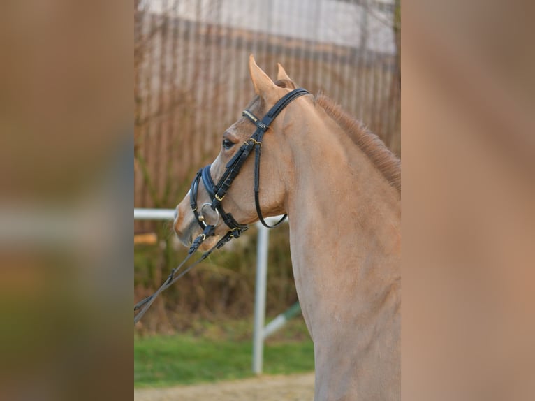 Plus de poneys/petits chevaux Hongre 15 Ans 142 cm Alezan in Geilenkirchen