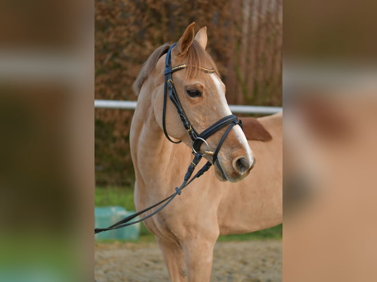 Plus de poneys/petits chevaux Hongre 15 Ans 142 cm Alezan in Geilenkirchen