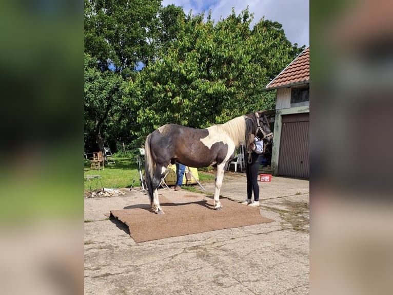 Plus de poneys/petits chevaux Croisé Hongre 15 Ans 143 cm Pinto in Ingelfingen