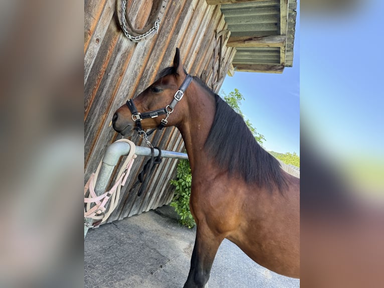 Plus de poneys/petits chevaux Croisé Hongre 15 Ans 147 cm Bai brun in Moosdorf