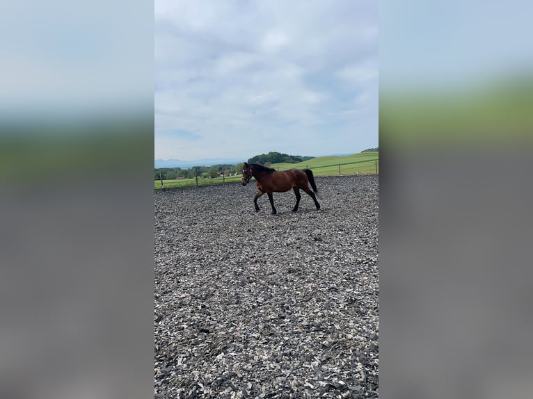 Plus de poneys/petits chevaux Croisé Hongre 15 Ans 147 cm Bai brun in Moosdorf