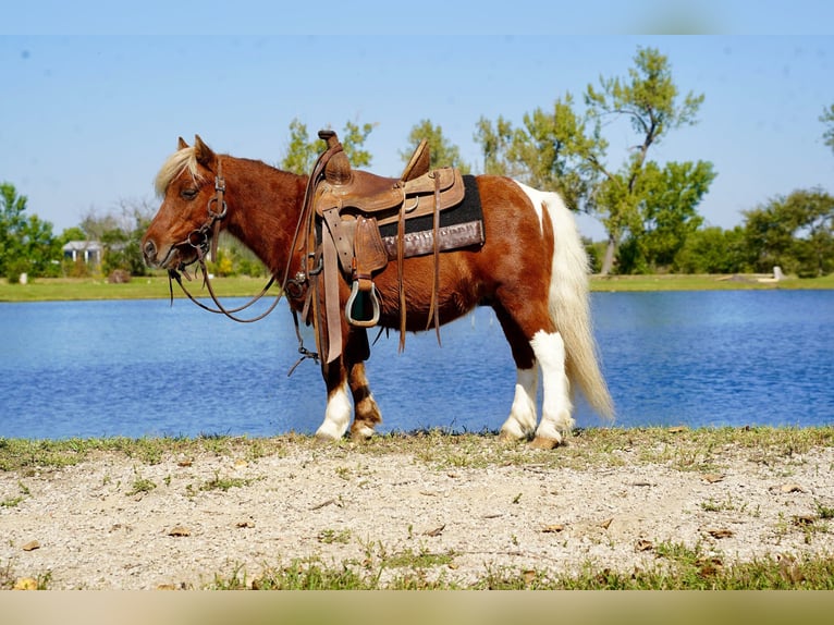 Plus de poneys/petits chevaux Hongre 15 Ans 81 cm Pinto in Corsica