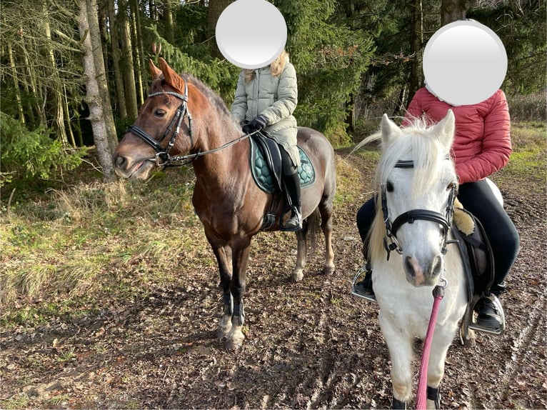 Plus de poneys/petits chevaux Hongre 16 Ans 118 cm Gris in Wittibreut