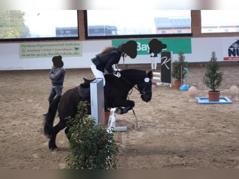 Plus de poneys/petits chevaux Croisé Hongre 16 Ans 125 cm Noir in Weigenheim