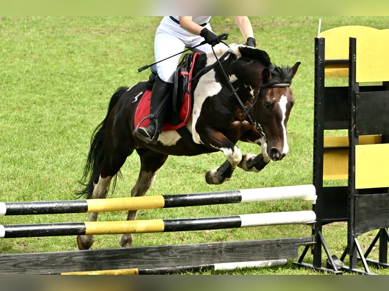 Plus de poneys/petits chevaux Croisé Hongre 16 Ans 130 cm Pinto in Błędowa Tyczyńska