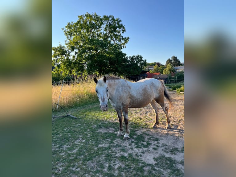 Plus de poneys/petits chevaux Hongre 16 Ans 134 cm Palomino in Fernwald