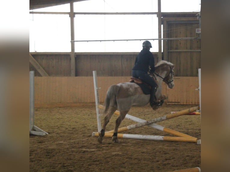 Plus de poneys/petits chevaux Hongre 16 Ans 134 cm Palomino in Fernwald