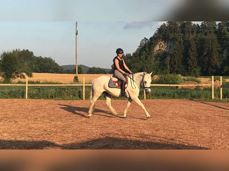 Plus de poneys/petits chevaux Croisé Hongre 16 Ans 148 cm Gris in Haimburg