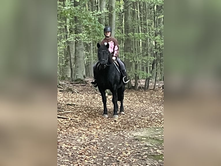 Plus de poneys/petits chevaux Hongre 16 Ans 152 cm Noir in Borod