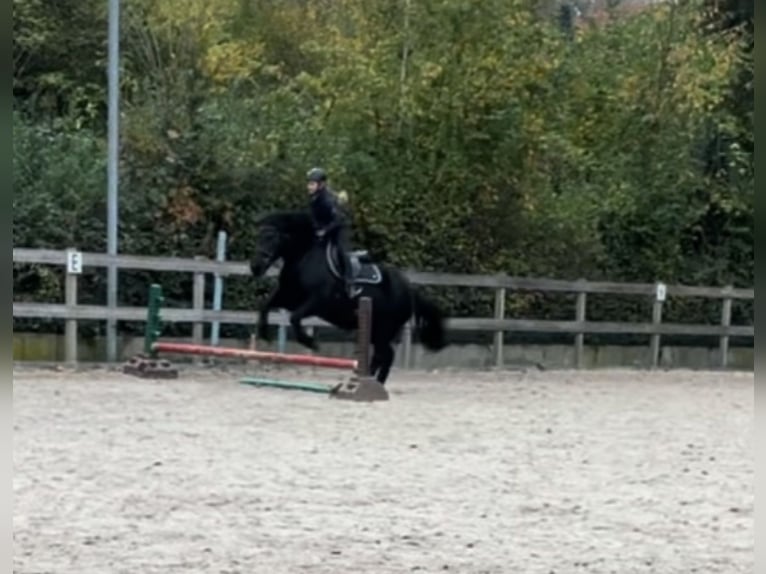 Plus de poneys/petits chevaux Hongre 16 Ans 152 cm Noir in Borod