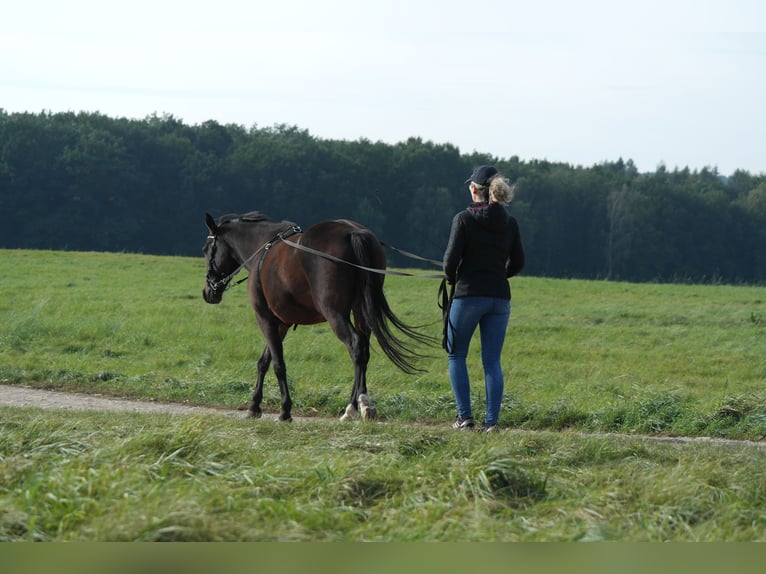 Plus de poneys/petits chevaux Croisé Hongre 16 Ans 153 cm Bai in Dresden