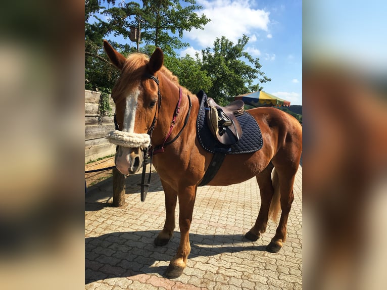 Plus de poneys/petits chevaux Croisé Hongre 16 Ans  in Schiltberg