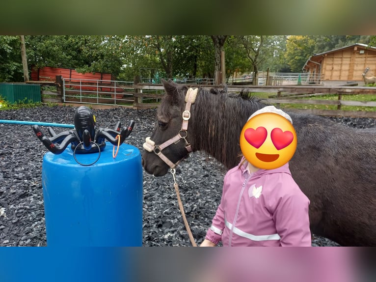 Plus de poneys/petits chevaux Hongre 17 Ans 110 cm Noir in Löffingen
