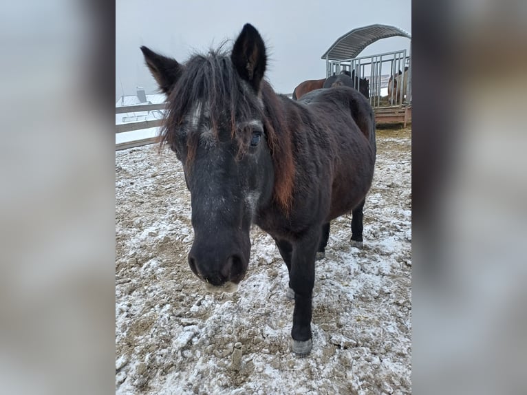 Plus de poneys/petits chevaux Hongre 17 Ans 110 cm Noir in Löffingen