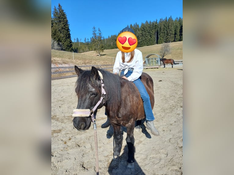 Plus de poneys/petits chevaux Hongre 17 Ans 110 cm Noir in Löffingen