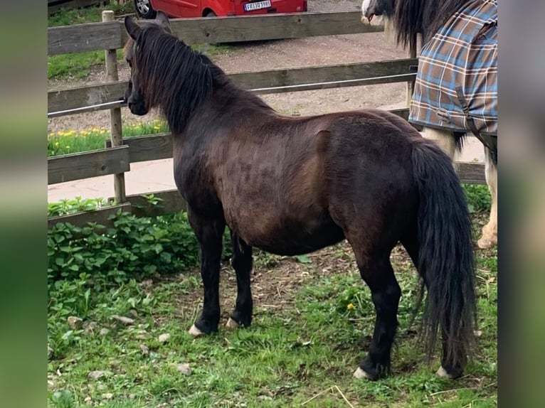 Plus de poneys/petits chevaux Hongre 17 Ans 110 cm Noir in Löffingen