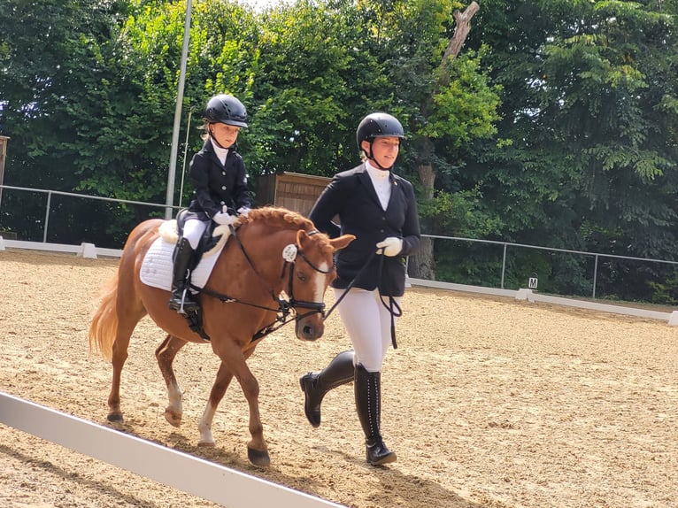 Plus de poneys/petits chevaux Croisé Hongre 17 Ans 115 cm Alezan in Bisingen