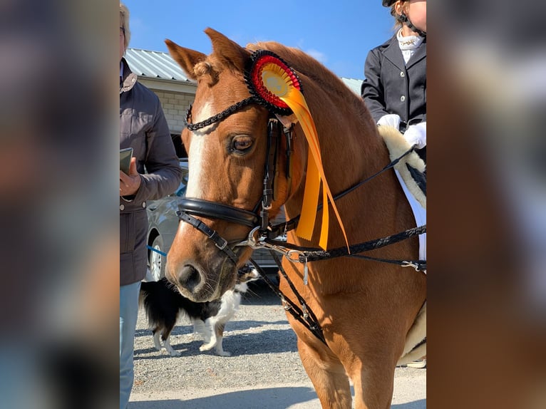 Plus de poneys/petits chevaux Croisé Hongre 17 Ans 115 cm Alezan in Bisingen