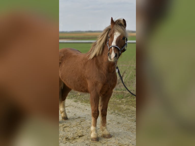Plus de poneys/petits chevaux Hongre 17 Ans 120 cm Alezan brûlé in Geilenkirchen