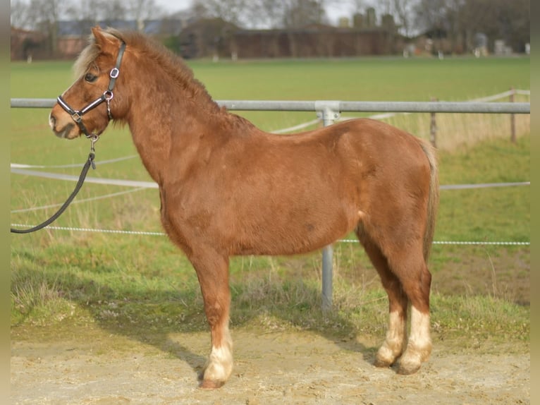 Plus de poneys/petits chevaux Hongre 17 Ans 120 cm Alezan brûlé in Geilenkirchen