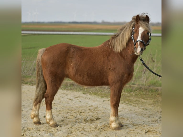 Plus de poneys/petits chevaux Hongre 17 Ans 120 cm Alezan brûlé in Geilenkirchen
