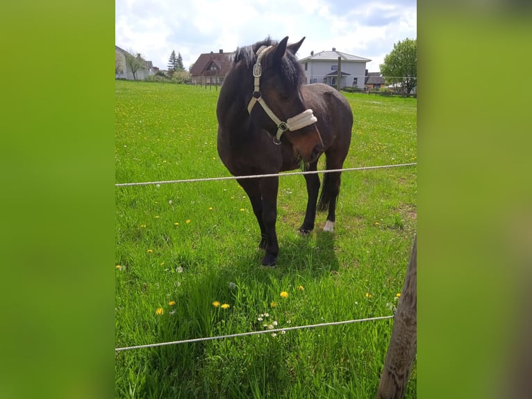 Plus de poneys/petits chevaux Hongre 17 Ans 137 cm Bai brun foncé in Giebelstadt
