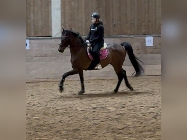 Plus de poneys/petits chevaux Croisé Hongre 17 Ans 161 cm Bai in Hünfeld