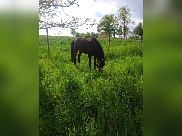 Plus de poneys/petits chevaux Hongre 18 Ans 137 cm Bai brun foncé in Giebelstadt