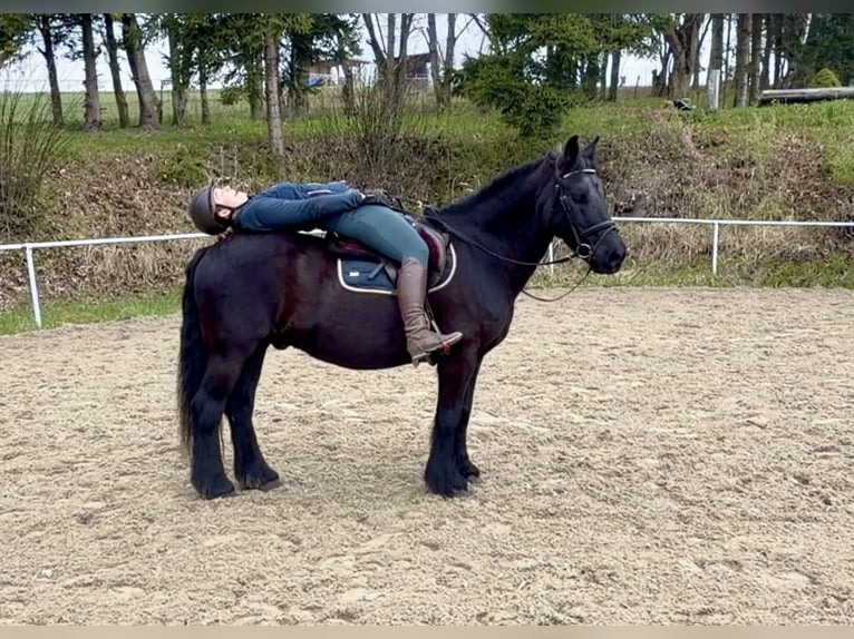 Plus de poneys/petits chevaux Hongre 18 Ans 148 cm Noir in Pelmberg