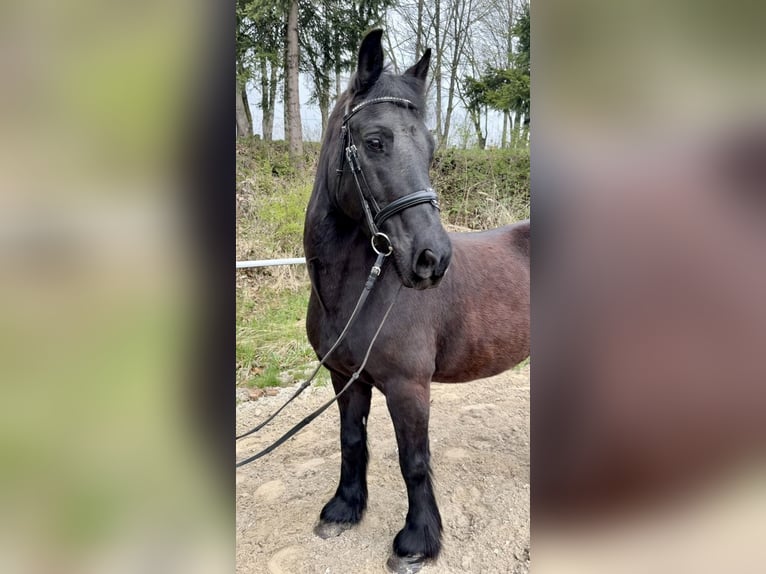 Plus de poneys/petits chevaux Hongre 18 Ans 148 cm Noir in Pelmberg