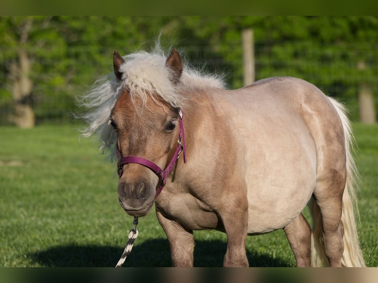 Plus de poneys/petits chevaux Hongre 1 Année 66 cm  in Fresno