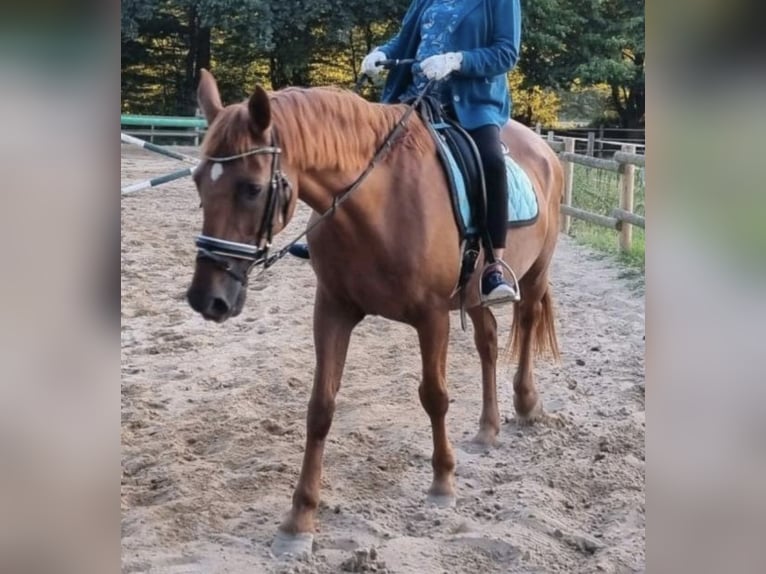 Plus de poneys/petits chevaux Croisé Hongre 20 Ans 155 cm Alezan in Heringsdorf