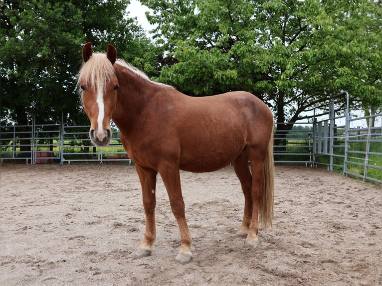 Plus de poneys/petits chevaux Hongre 2 Ans 142 cm Alezan in Scheibenhardt