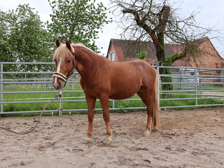 Plus de poneys/petits chevaux Hongre 2 Ans 142 cm Alezan in Scheibenhardt