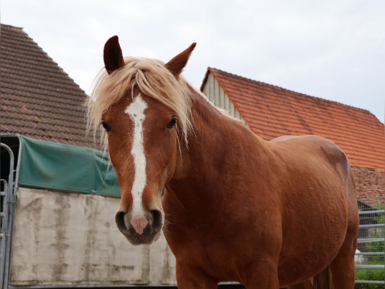 Plus de poneys/petits chevaux Hongre 2 Ans 142 cm Alezan in Scheibenhardt