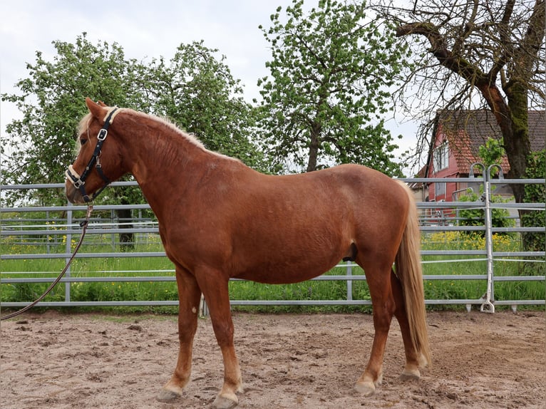 Plus de poneys/petits chevaux Hongre 2 Ans 142 cm Alezan in Scheibenhardt