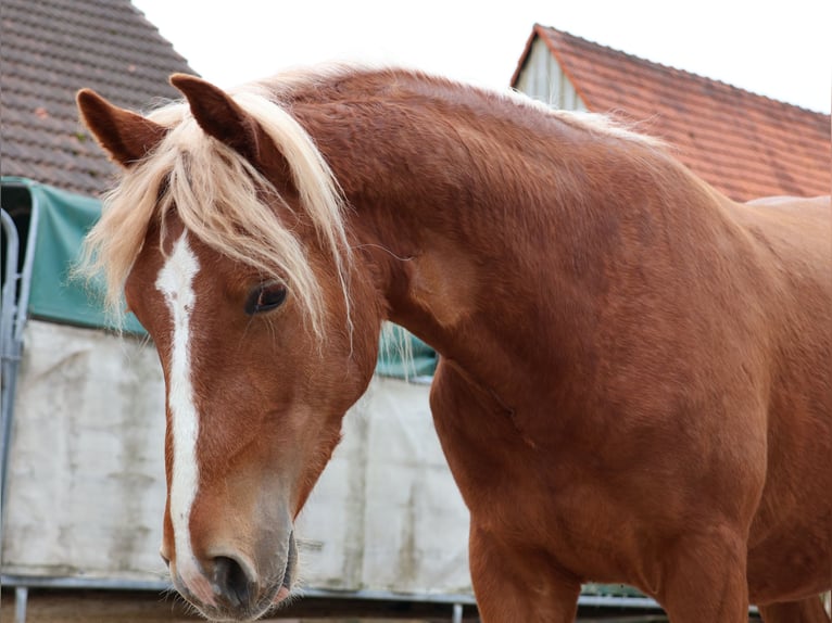Plus de poneys/petits chevaux Hongre 2 Ans 142 cm Alezan in Scheibenhardt